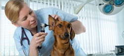 Como reclamar de centros de atendimento médico veterinário